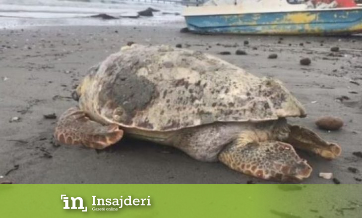 Durrës, dallgët nxjerrin në breg breshkën 100-vjeçare
