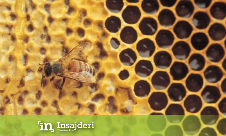 Mjalti që vret baktere më shumë se secili antibiotik