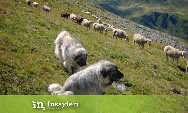 Qentë e bariut mbysin ujkun në Dragash