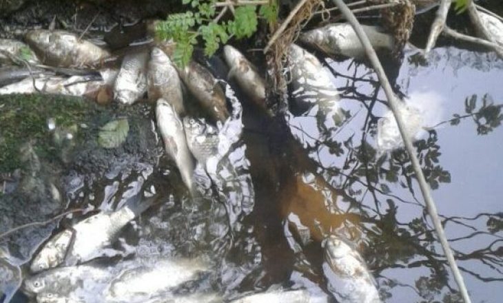Çfarë po ndodh në lumin Mirusha – përsëri ngordhje masive të peshqve