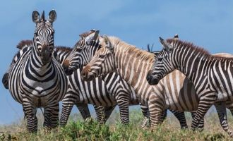 Fotografohet zebra “bionde” në Tanzani