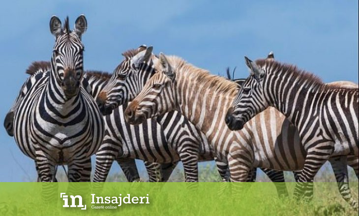 Fotografohet zebra “bionde” në Tanzani