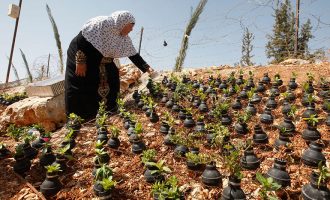 Bombat dhe predhat kthehen në saksi për lule, pemë e perime