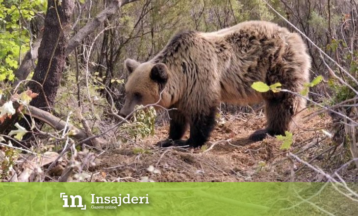Arsyet pse arinjtë po zbresin nga mali – gjuetari shpjegon si mund të kapet ariu