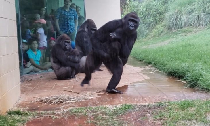Momenti kur gorillat mundohen t’ju shmangen reshjeve të shiut (VIDEO)