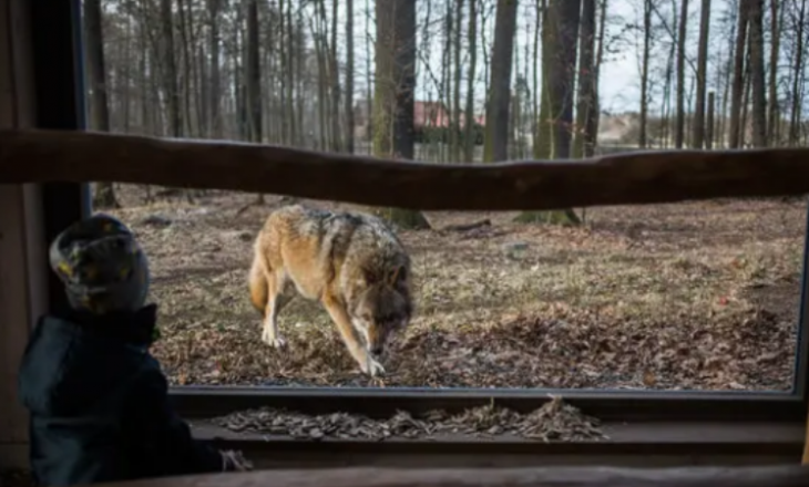Gjermania lejon vrasjen e këtyre kafshëve për vetëmbrojtje