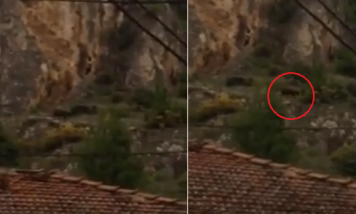 Zbulohet vendndodhja e ariut të shumëkërkuar në Prizren