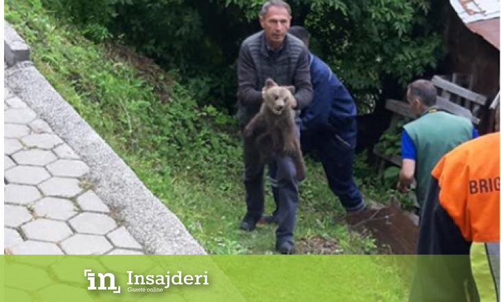 Shpëtohet një ari i vogël në Prizren