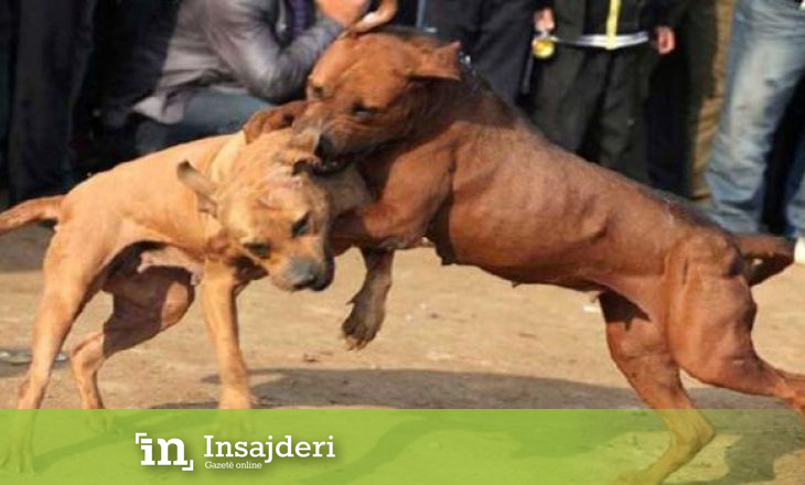 Zhvillojnë gara me qen, arrestohen dy të dyshuar