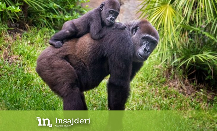 Ja pse gorillat janë të mençura {Video}