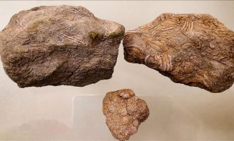 “Nummuliti” 50-milionë vjeçar ekspozohet në muze në Turqi