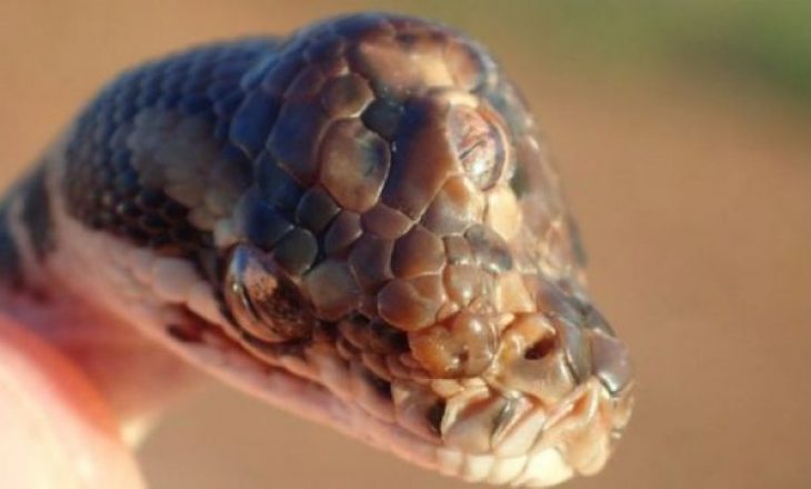 Video rrëqethëse: Në këtë vend jetojnë 70 mijë gjarpërinj