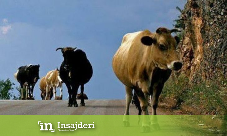 Konfiskohen dhjetëra lopë në Dragash, e kishin kaluar kufirin ilegalisht