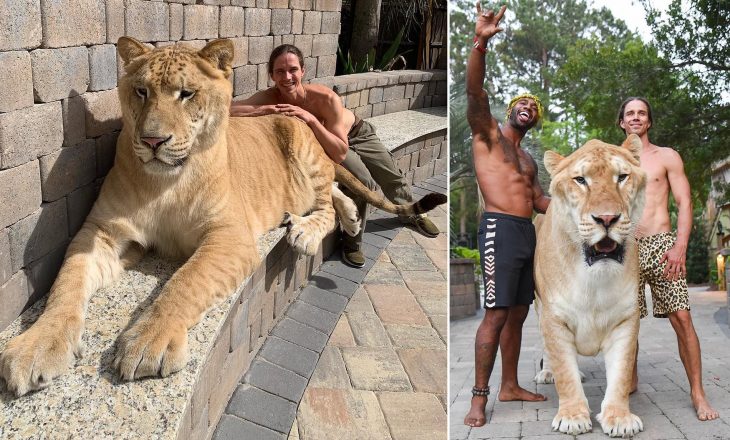 Peshon 319 kg, ky është luani më i madh në botë