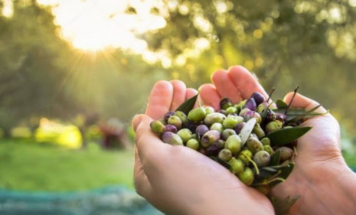 Vaji i ullirit “Made in Albania”, rritje e eksporteve në disa vende të botës