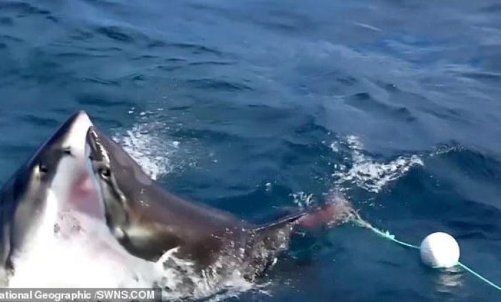 Pamje tmerruese nga sulmi në mes dy peshkaqenëve