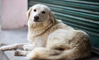 “Prishtina Dog Shelter” hap donacion për kujdesin e qenëve endacak