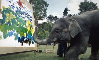 Art i veçantë, njihuni me elefantët që pikturojnë