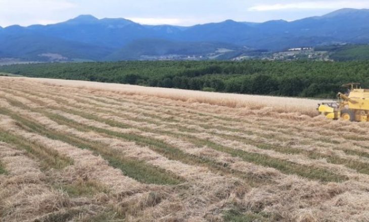 Njihuni me katër hektarë grurë të përzgjedhësit të Kosovës