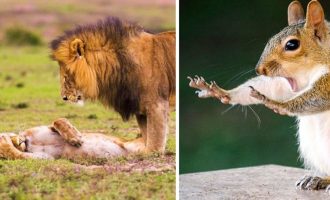 Foto të papërsëritshme të botës së egër