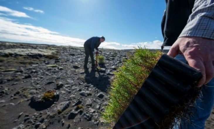 Islanda tenton të rikthejë pyjet që shkatërruan vikingët