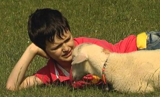 195 milionë shikime “Qingji” i Pëllumb Hajdarit