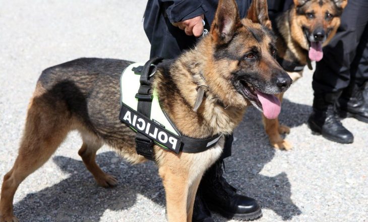 Qeni zbulon drogën në shtëpi, arrestohet një shqiptar