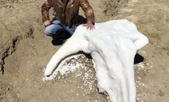 Gjendet kafka e dinozaurit 65 milionë vjeçar