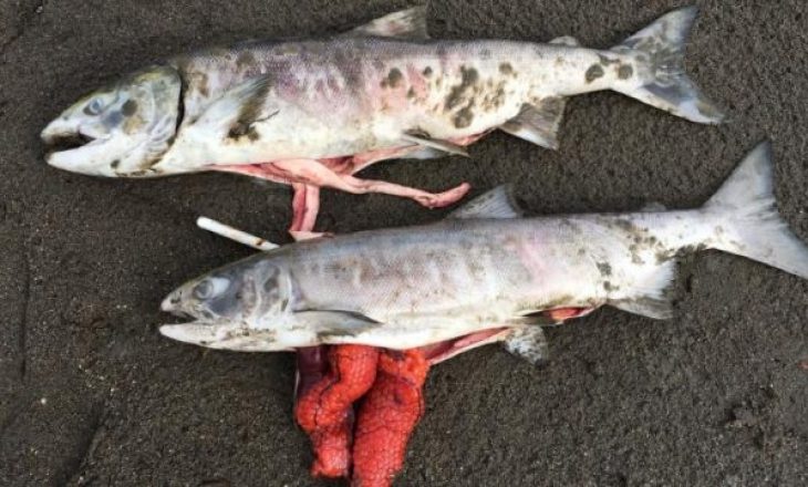 Uji i ngrohtë po i vret peshqit në Alaskë