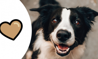 Zgjidhja për qenët endacak në Prishtinë