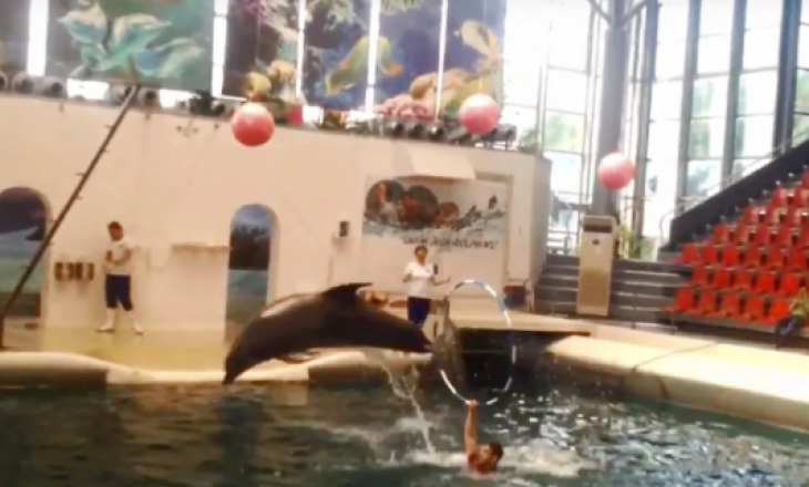 Incident gjatë performancës, delfini ngrodh pasi nuk e përballoi lodhjen