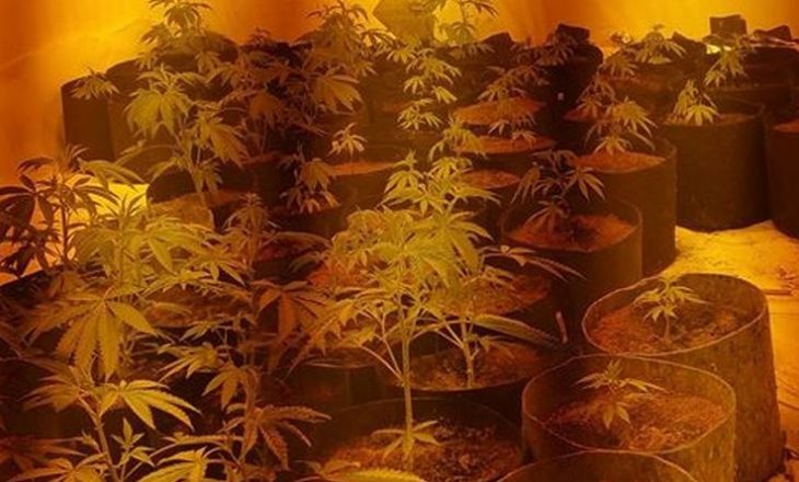 Mediat britanike: Shqiptarët kthejnë shtëpinë në pronë kanabisi