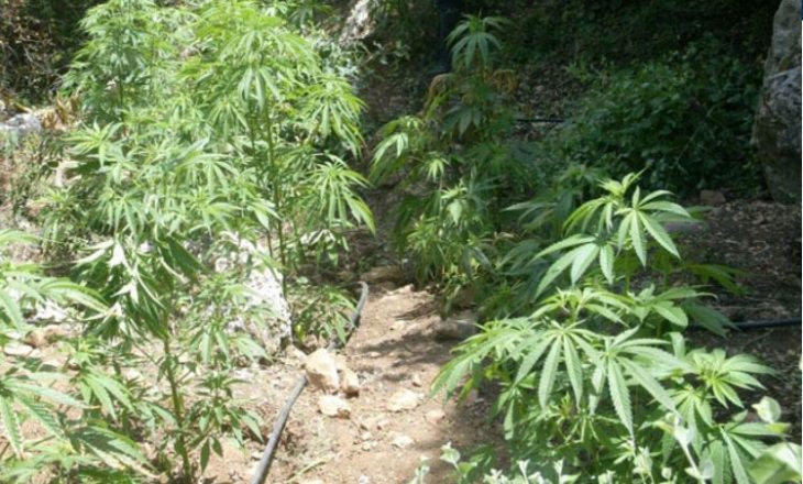 Arrestohet fermeri shqiptar për kultivim të kanabisit
