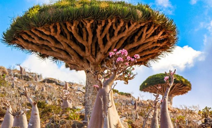 Ishulli me bimët më të çuditshme në botë