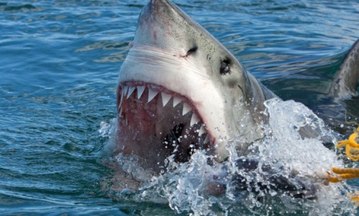 27 vjeçarja kafshohet nga peshkaqeni derisa ishte duke notuar