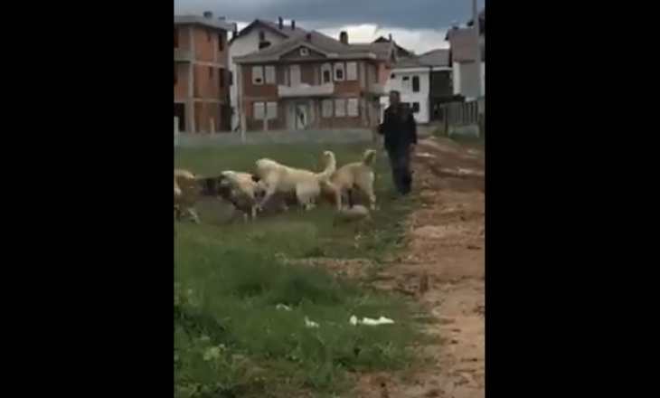 Pamje të tmerrshme: Në Prizren shqyhet qeni nga një grup qensh dhe rrahet nga pronari i tyre