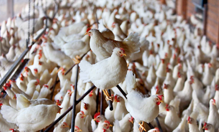 Ndalohet copëtimi i pulave të gjalla në Zvicër