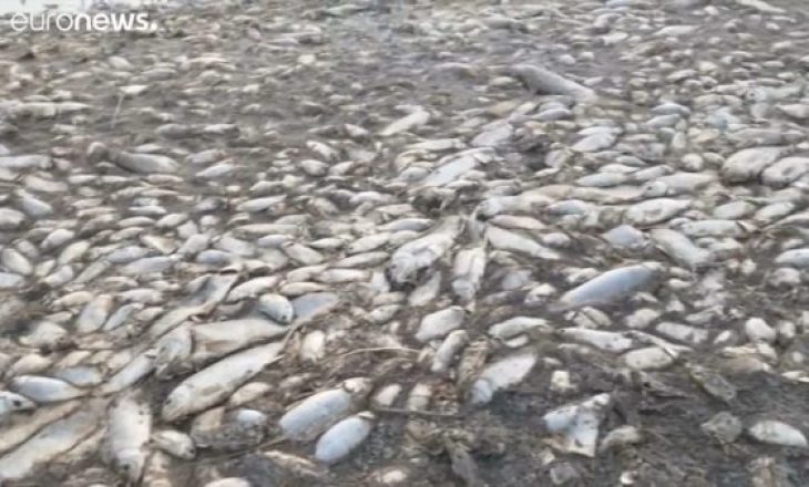 Liqeni fantazëm në Greqi, gjenden me mijëra peshq të ngordhur