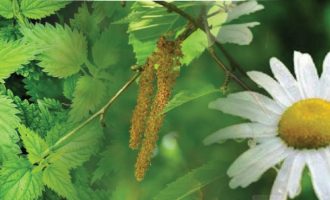 Flokë të shëndetshëm nga bimë të shëndetshme