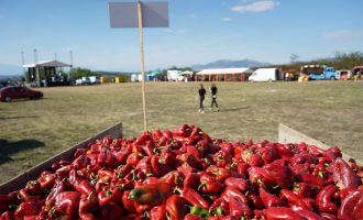 “Agrofesta” – festivali që po paraqet punën e heroinave të Krushës