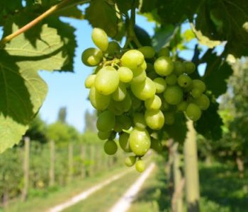 The Guardian: Rilindja e verës shqiptare