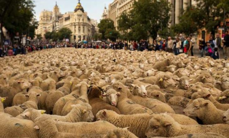 Dy mijë dele ”kundërshtojnë” urbanizimin