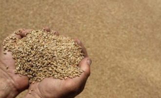 Mbi 800 milionë njerëz në botë nuk janë në gjendje të përmbushin kërkesat bazë për ushqim