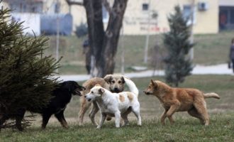 Njoftim mbi shpërndarjen përmes ajrit të vaksinave kundër tërbimit të kafshëve të egra