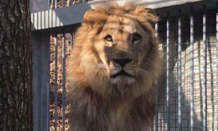 Luani në një restaurant në Gjilan dyshohet se është kontrabanduar