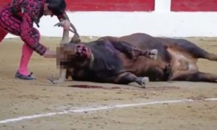 Pamje të tmerrshme: Matadori kapet duke e goditur vazhdimisht demin me thikë në kokë