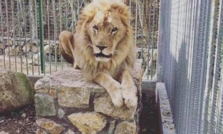 Luani në një restaurant të Gjilanit nuk ka trajtimin e duhur – Reagon Fondacioni për të Drejtat e Kafshëve