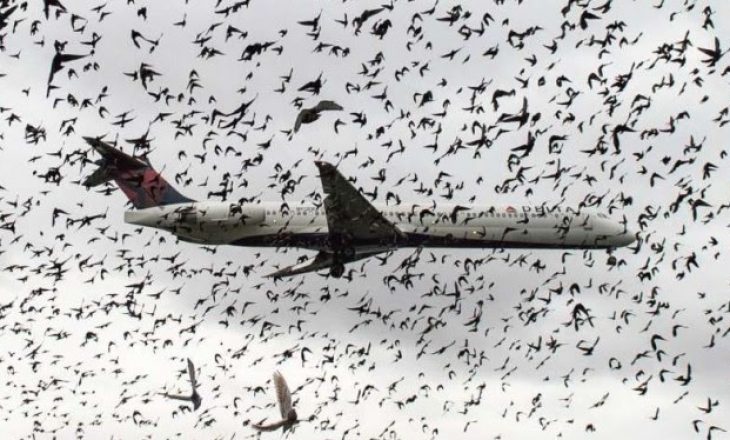Çfarë ndodh kur aeroplani përplaset me tufën e zogjve?