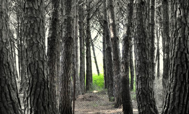Sindikata e Pylltarisë shpreh shqetësimin për vrasjen e inspektorit në Prishtinë