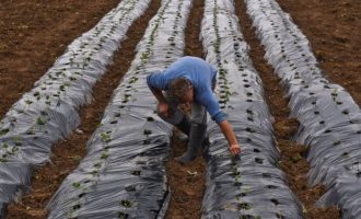 Sektori i përpunimit të ushqimit shënon rritje të prodhimit